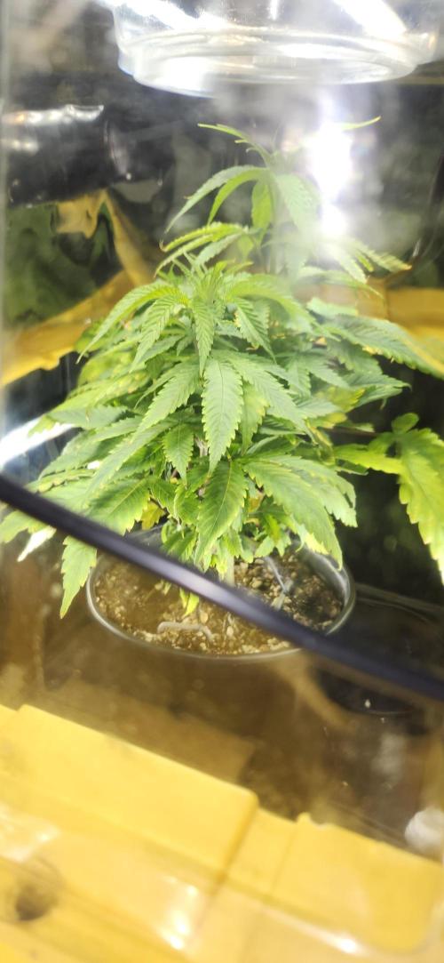 Grapeppy Grape!!. Week 7