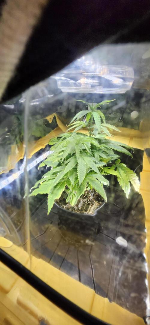 Grapeppy Grape!!. Week 7