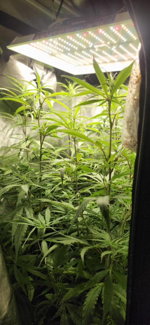 HAZE DRIP!!!. Week 19