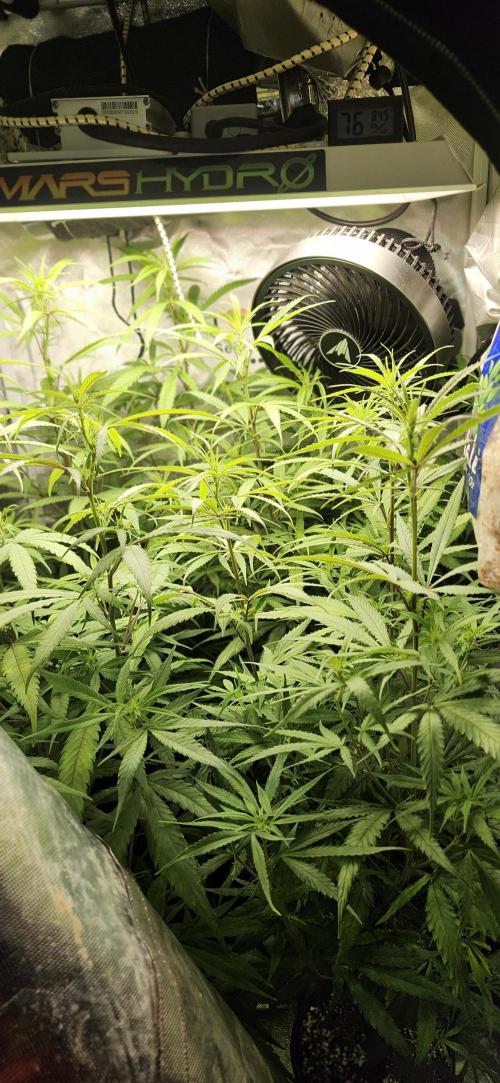 HAZE DRIP!!!. Week 19