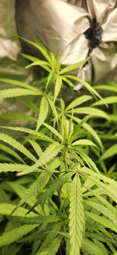 HAZE DRIP!!!. Week 19