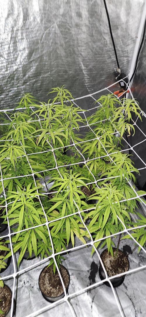 HAZE DRIP!!!. Week 19