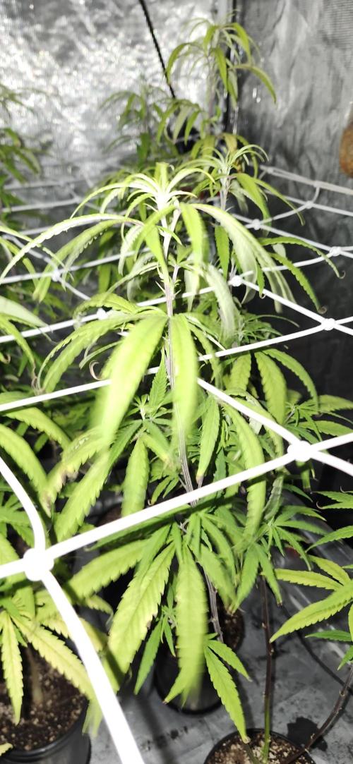 HAZE DRIP!!!. Week 19