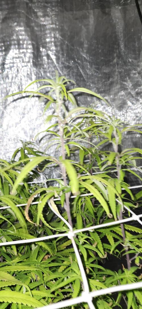 HAZE DRIP!!!. Week 19