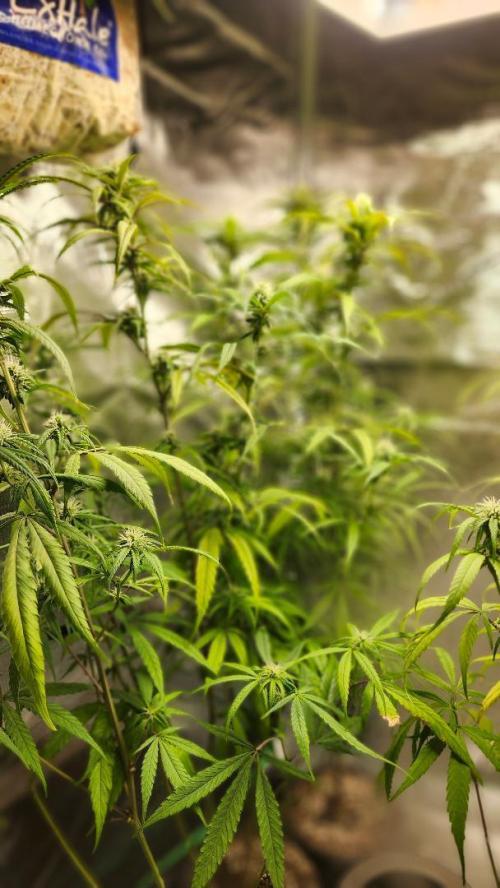 HAZE DRIP!!!. Week 22 - 12/10