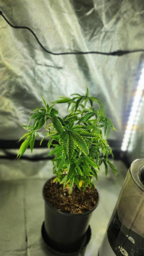 Grapeppy Grape!!. Week 10 - 12.10 