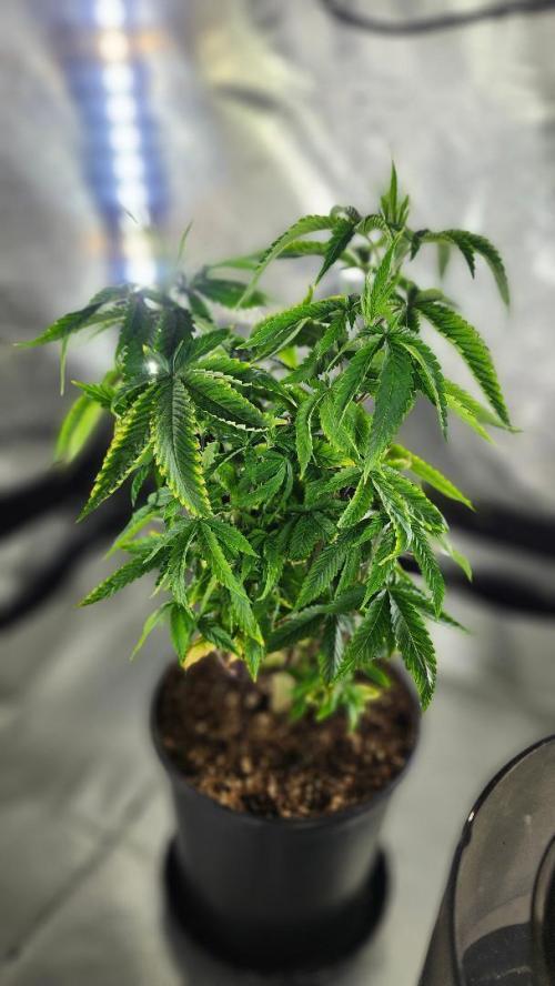 Grapeppy Grape!!. Week 10 - 12/10