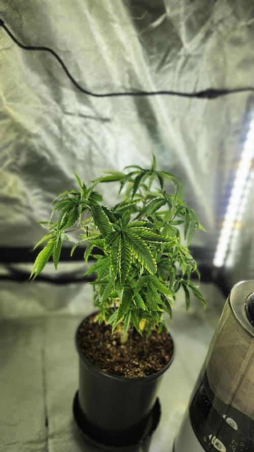 Grapeppy Grape!!. Week 10 - 12/10 