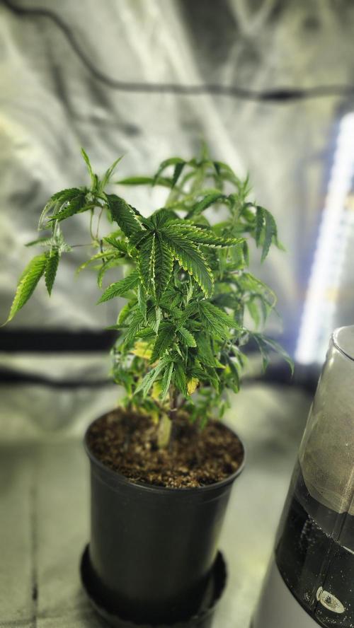 Grapeppy Grape!!. Week 10 - 12/10