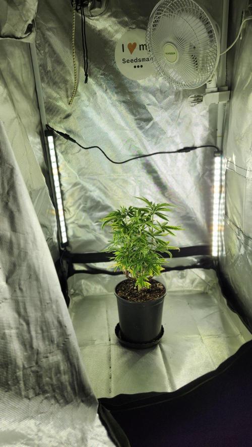 Grapeppy Grape!!. Week 10 - 12/10