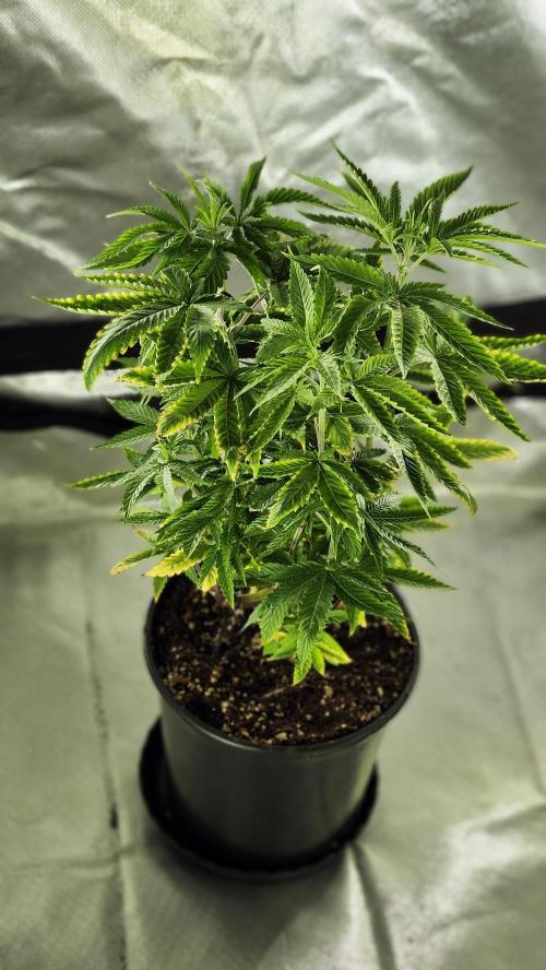 Grapeppy Grape!!. Week 10 - 12/10