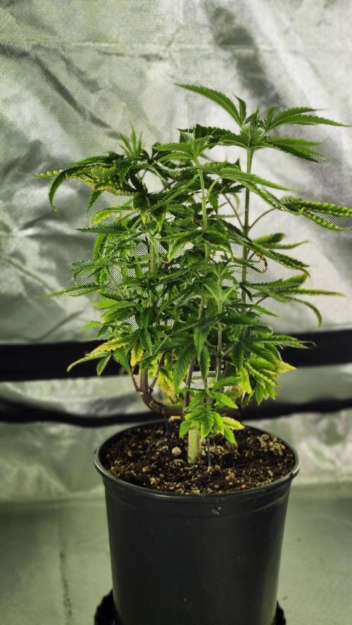 Grapeppy Grape!!. Week 10 - 12/10