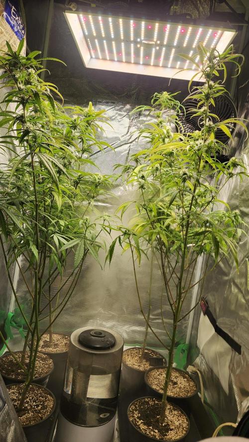 HAZE DRIP!!!. Week 22 - 12/10