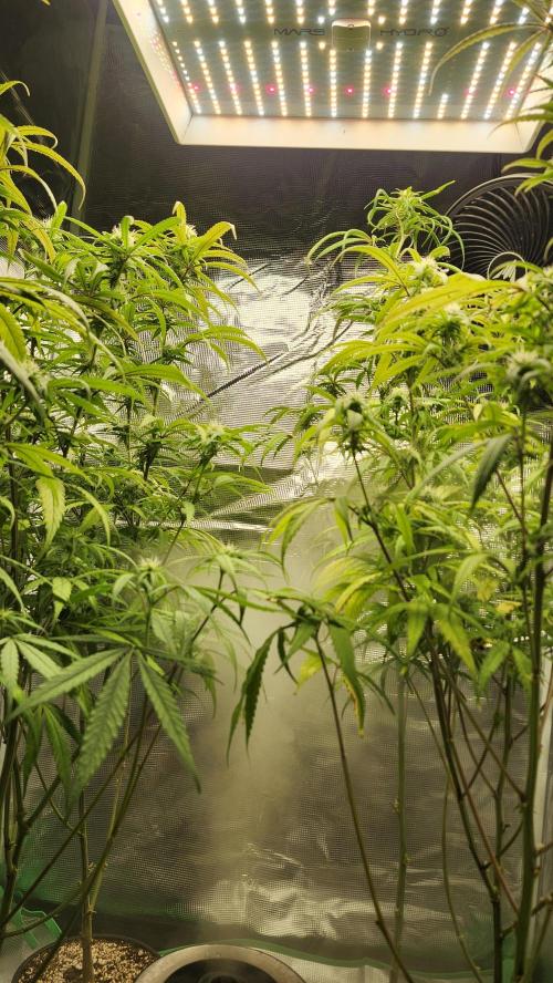 HAZE DRIP!!!. Week 22 - 12/10