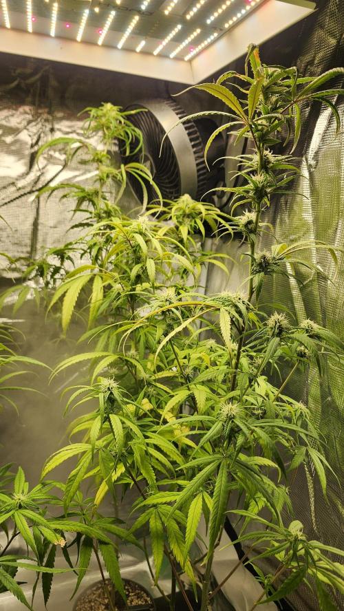 HAZE DRIP!!!. Week 22 - 12/10