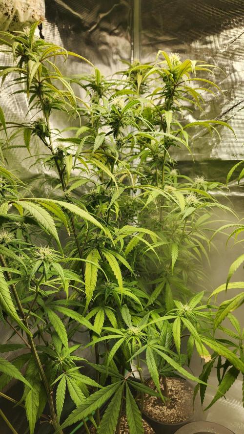 HAZE DRIP!!!. Week 22 - 12/10