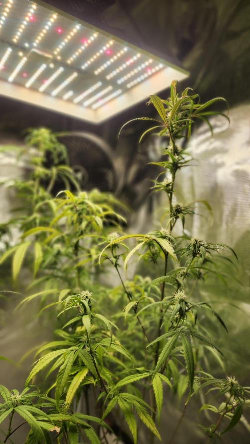 HAZE DRIP!!!. Week 22 - 12/10