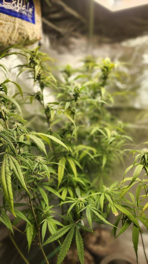 HAZE DRIP!!!. Week 22 - 12/10