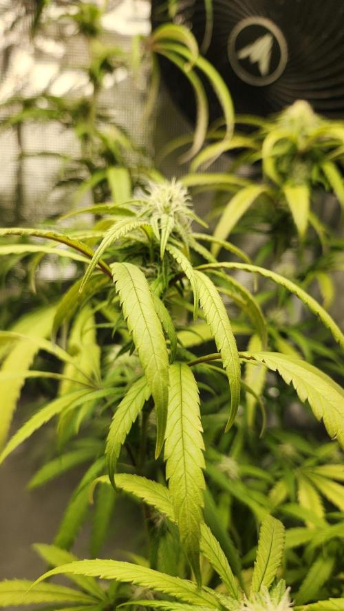 HAZE DRIP!!!. Week 22 - 12/10