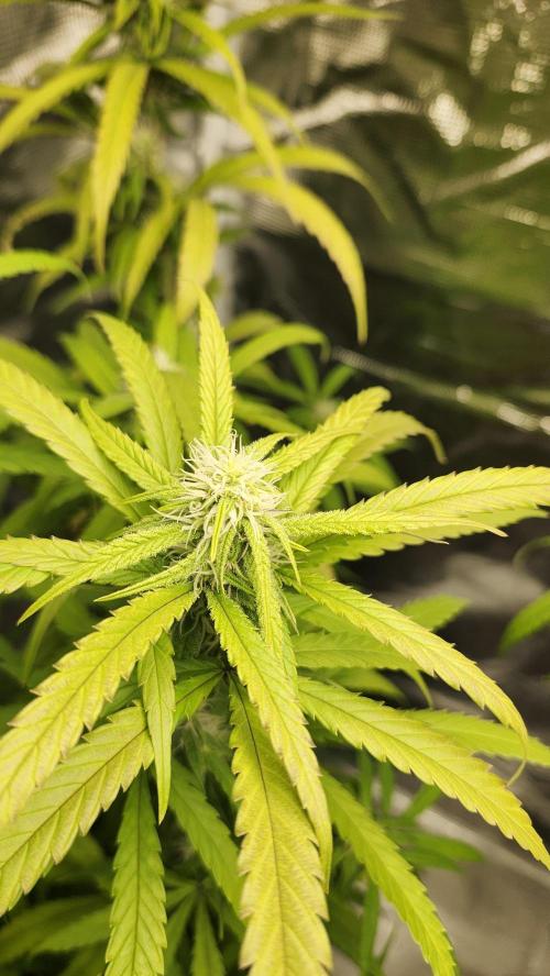 HAZE DRIP!!!. Week 22 - 12/10