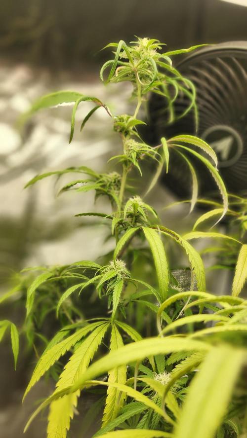 HAZE DRIP!!!. Week 22 - 12/10