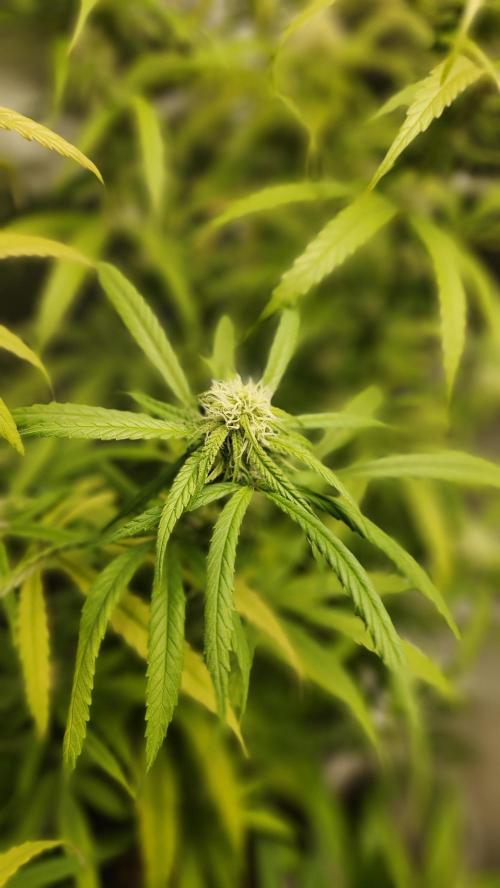 HAZE DRIP!!!. Week 22 - 12/10