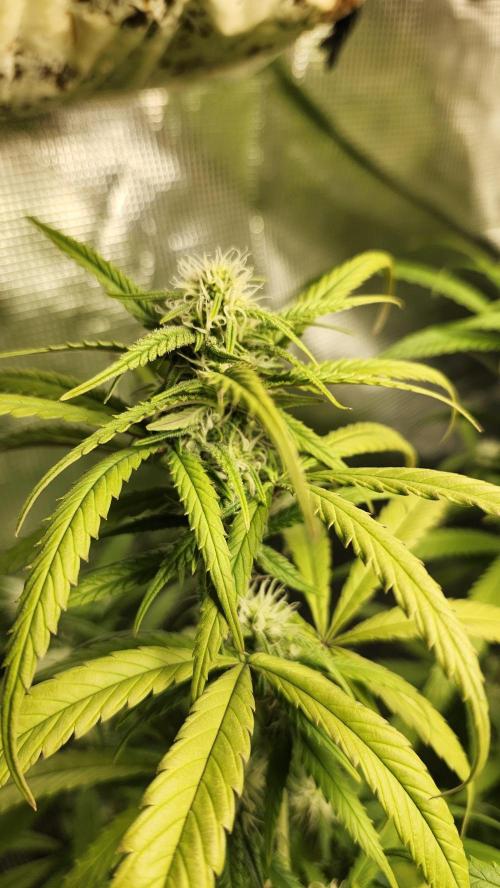 HAZE DRIP!!!. Week 22 - 12/10