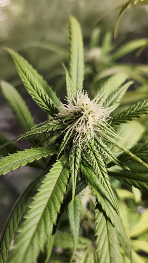 HAZE DRIP!!!. Week 22 - 12/10