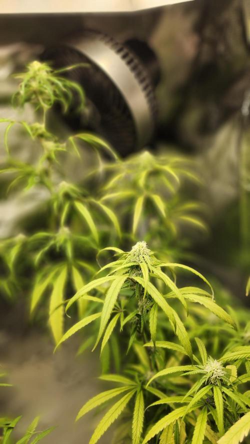 HAZE DRIP!!!. Week 22 - 12/10