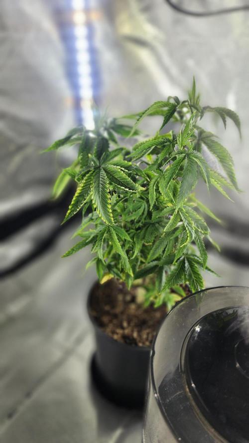 Grapeppy Grape!!. Week 10 - 12/21