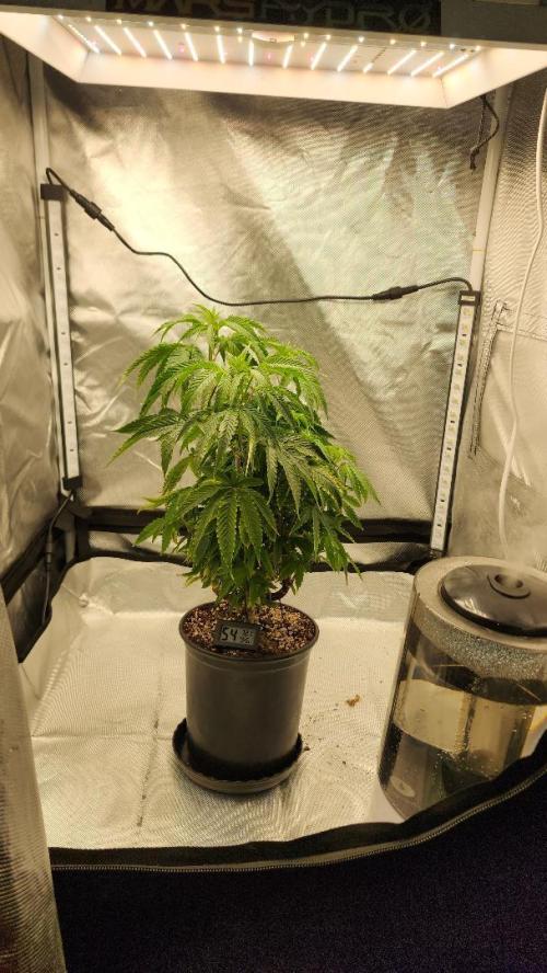 Grapeppy Grape!!. Week 12 - 12/21