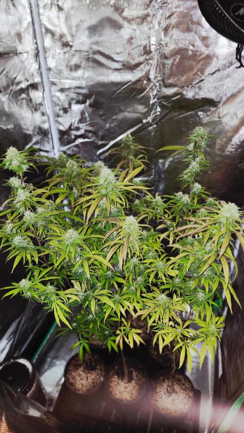 HAZE DRIP!!!. Week 23 - 12/21