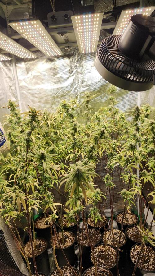 HAZE DRIP!!!. Week 23