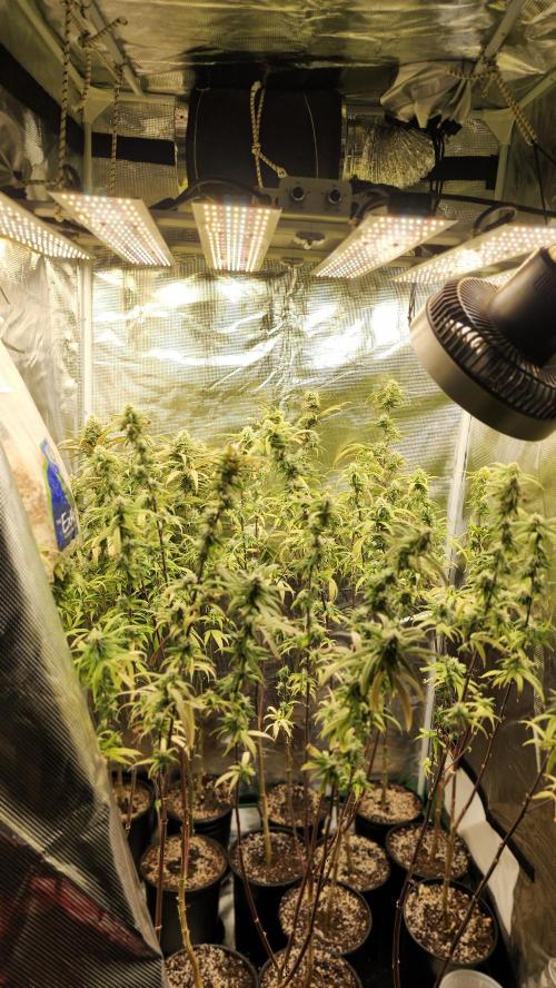 HAZE DRIP!!!. Week 23