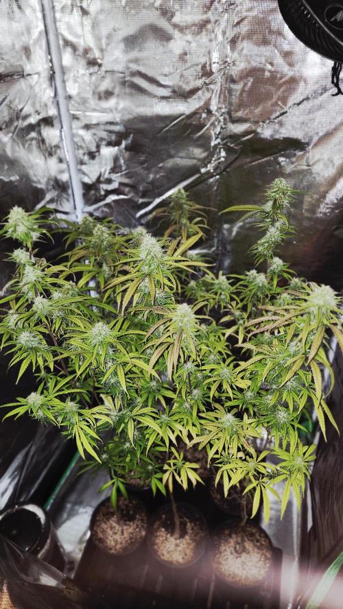 HAZE DRIP!!!. Week 23