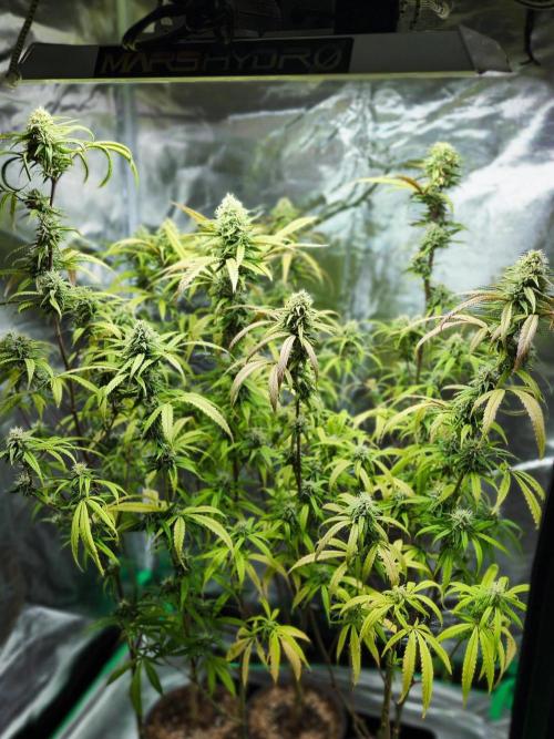 HAZE DRIP!!!. Week 23