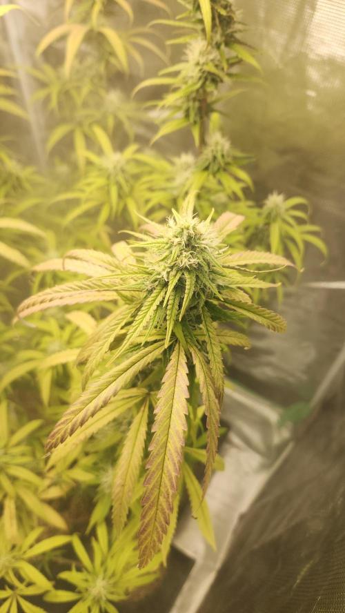 HAZE DRIP!!!. Week 23