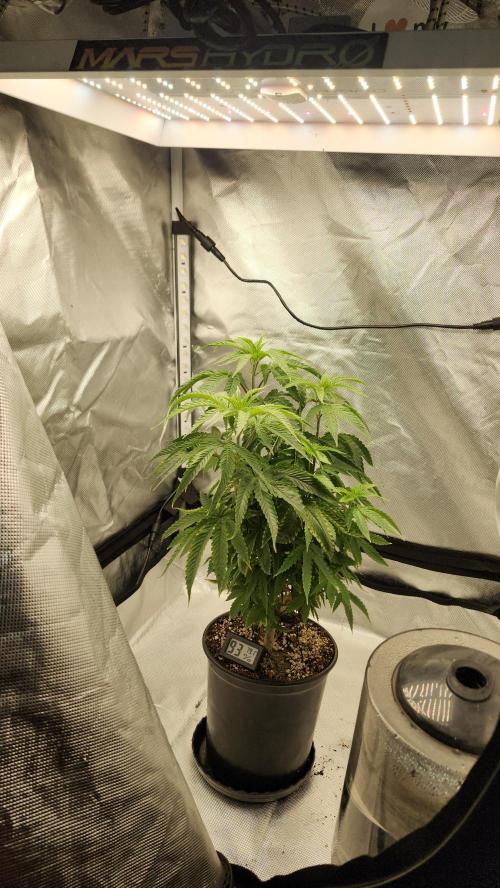 Grapeppy Grape!!. Week 12