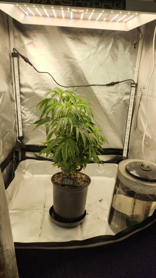 Grapeppy Grape!!. Week 12