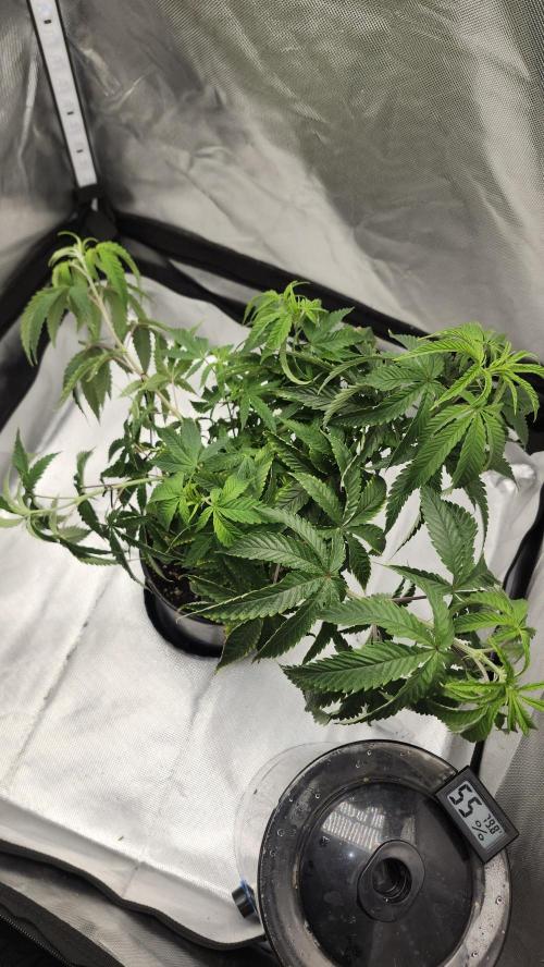 Grapeppy Grape!!. Week 12 - 12/21