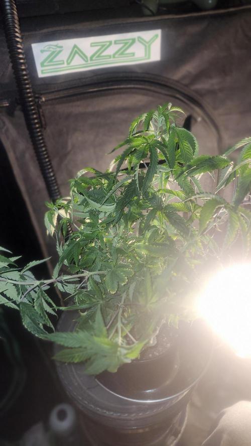 Grapeppy Grape!!. Week 12 - 12/26