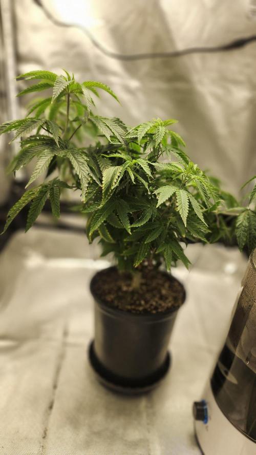 Grapeppy Grape!!. Week 12 - 12/26