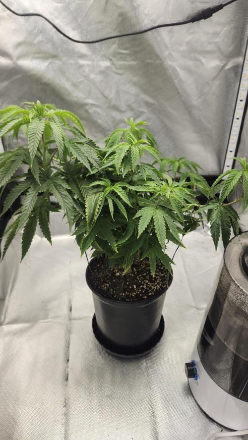 Grapeppy Grape!!. Week 12 - 12/26