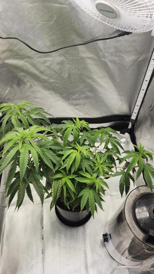 Grapeppy Grape!!. Week 12 - 12/26