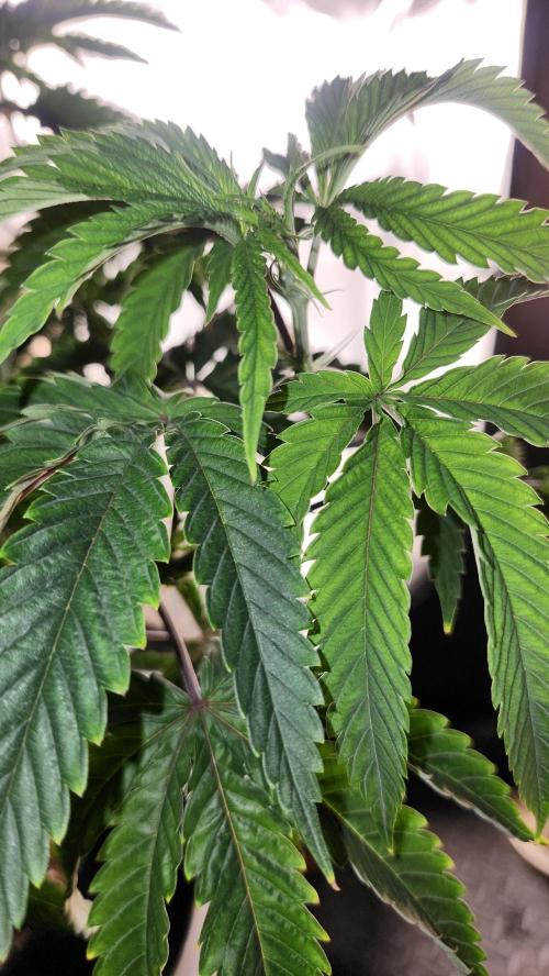 Grapeppy Grape!!. Week 12 - 12/26