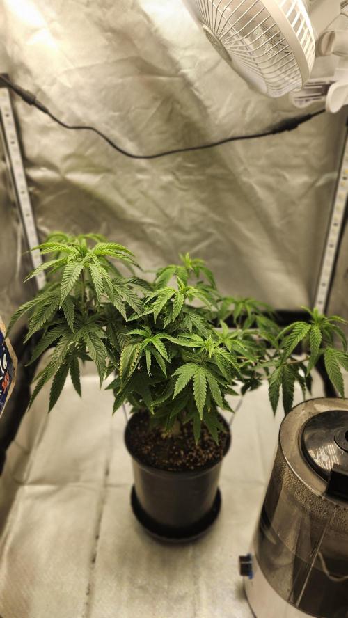 Grapeppy Grape!!. Week 12 - 12/29