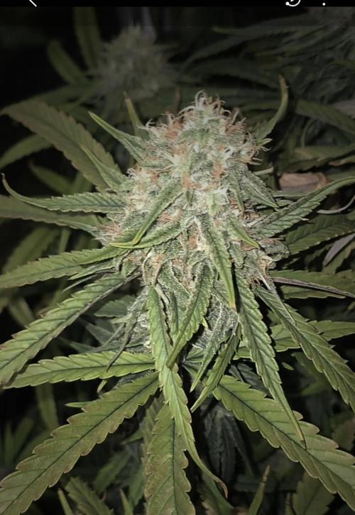 HAZE DRIP!!!. Week 23 - 12/29