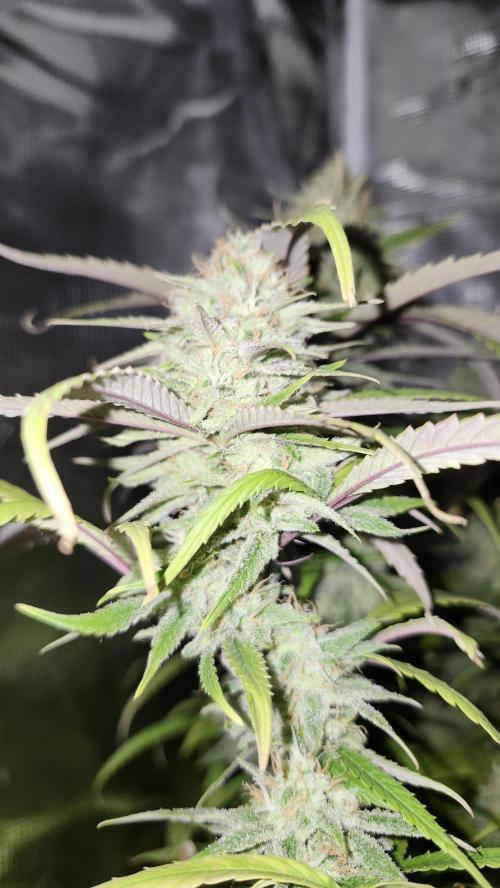 HAZE DRIP!!!. Week 23 - 12.29