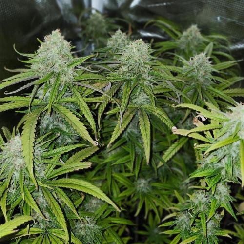 HAZE DRIP!!!. Week 23 - 12.29