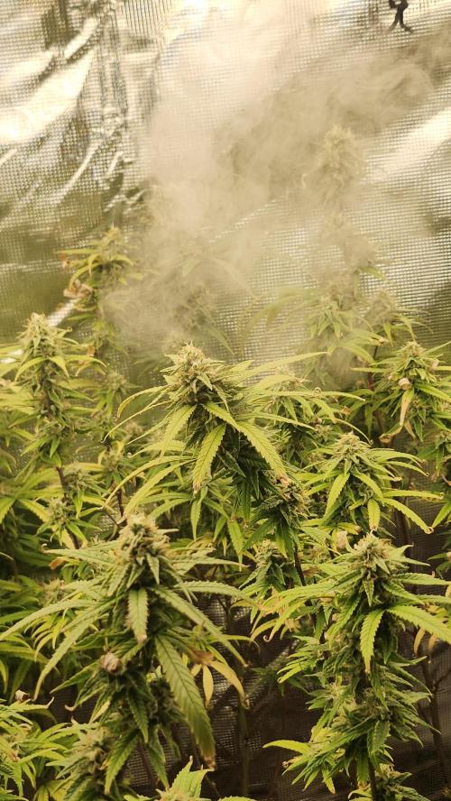 HAZE DRIP!!!. Week 23 - 12.29